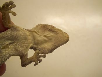 Media type: image;   Herpetology R-183771
